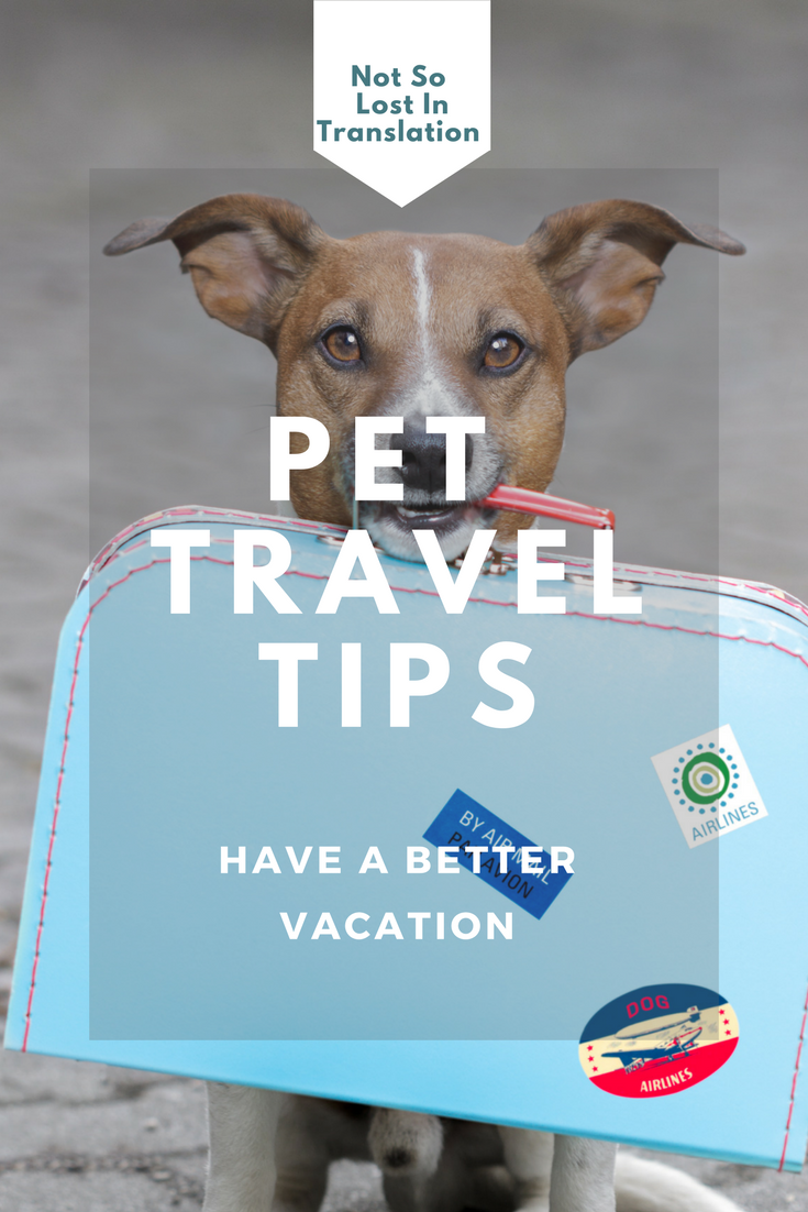 Pet travel tips: how to bring your dog on vacation