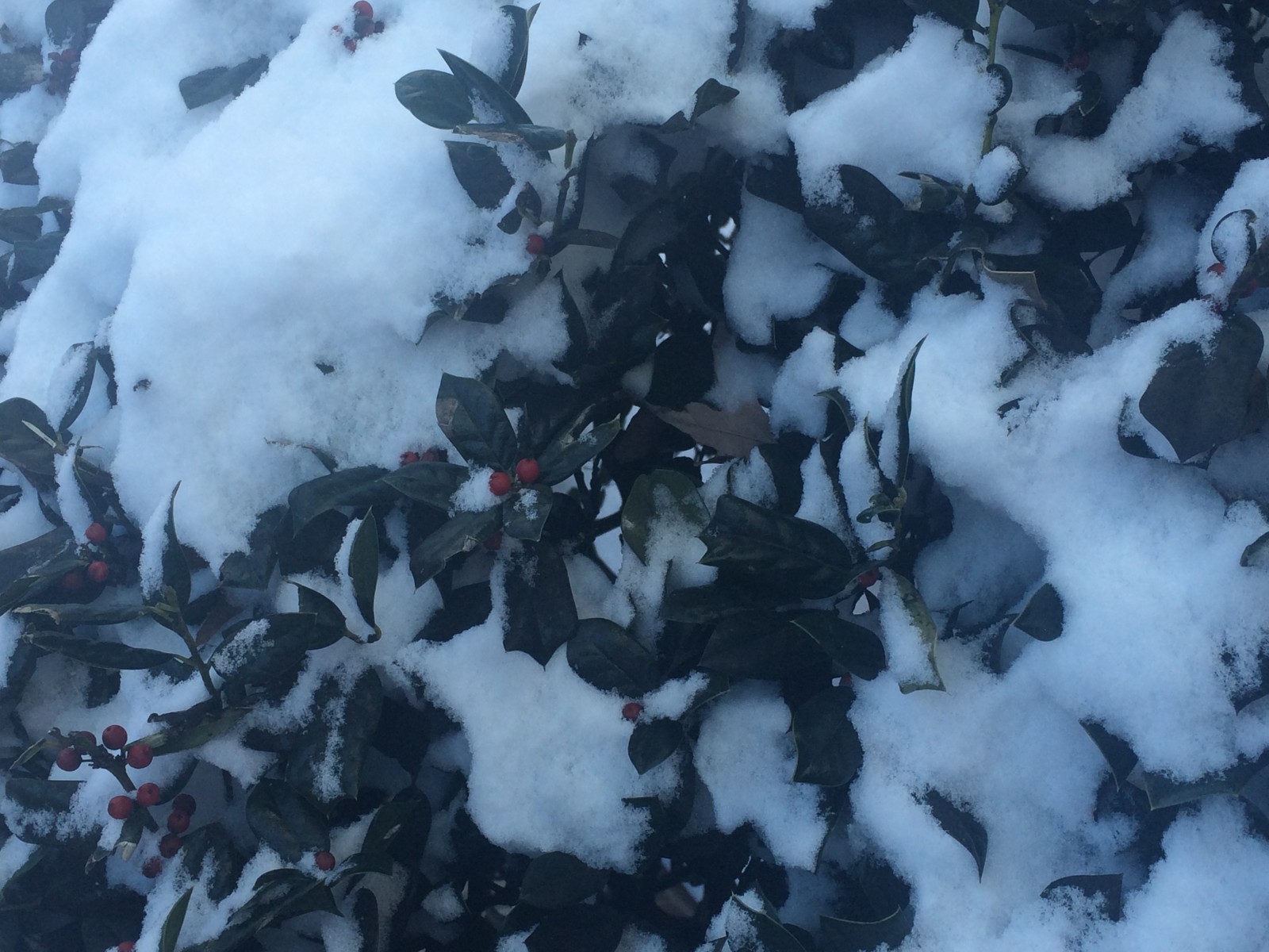 a holly bush covered in snow